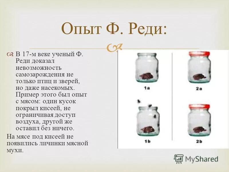 Какие опыты показали невозможность самозарождения. Опыт Франческо реди. Опыты ф реди доказали. Опыт реди с мясом.