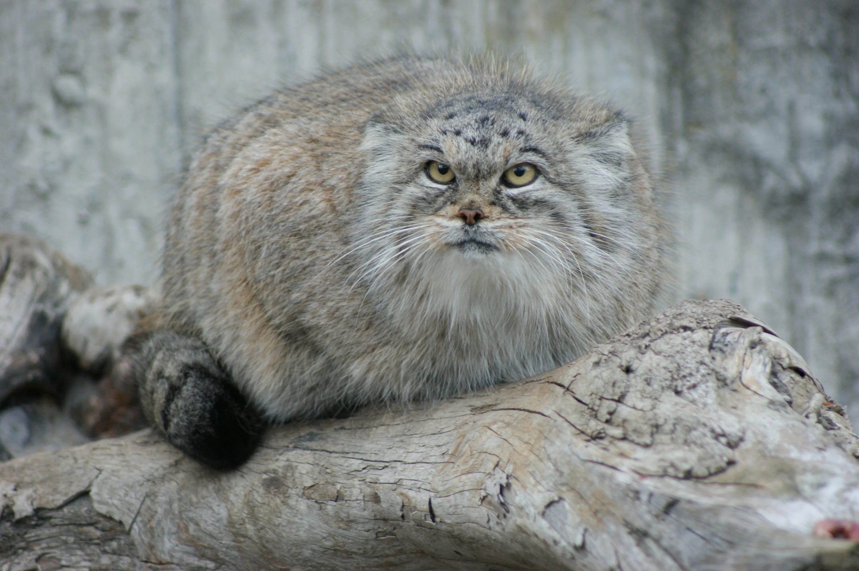 Мануалы cat