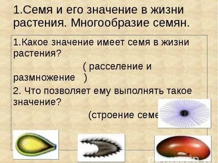 Семя имеет