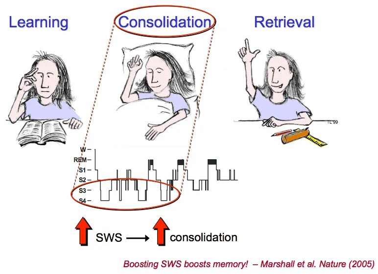 Memory fill. Memory consolidation. consolidation in learning. retrieval. memory consolidation game.