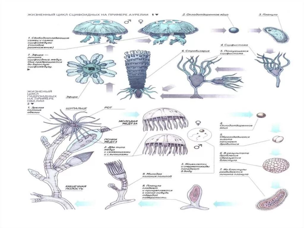Жизненный цикл медузы Аурелии. Жизненный цикл сцифоидных медуз схема. Жизненный цикл сцифоидной медузы Аурелии. Жизненный цикл медузы Аурелии схема.
