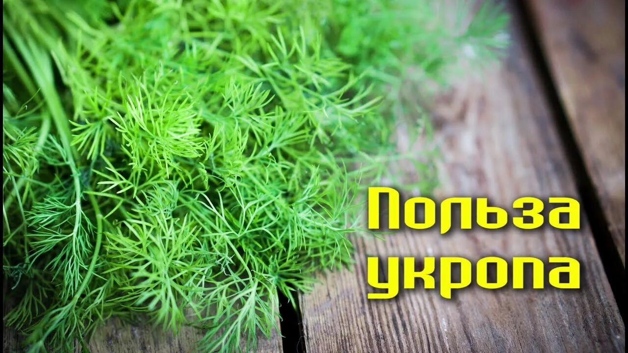 Укроп во время. Укроп. семена укропа и петрушки. укроп для детей. укроп в медицине.