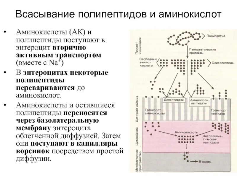 Транспорт белка происходит. Механизм всасывания в энтероцит. Механизм всасывания аминокислот схема. Механизм всасывания в энтероцит белка. Механизм всасывания белков в энтероцит.