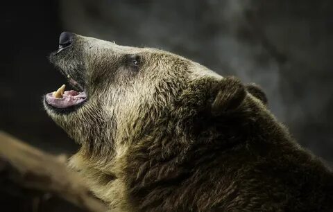 U bear
