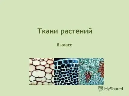 Доклад на тему ткани растений 6 класс