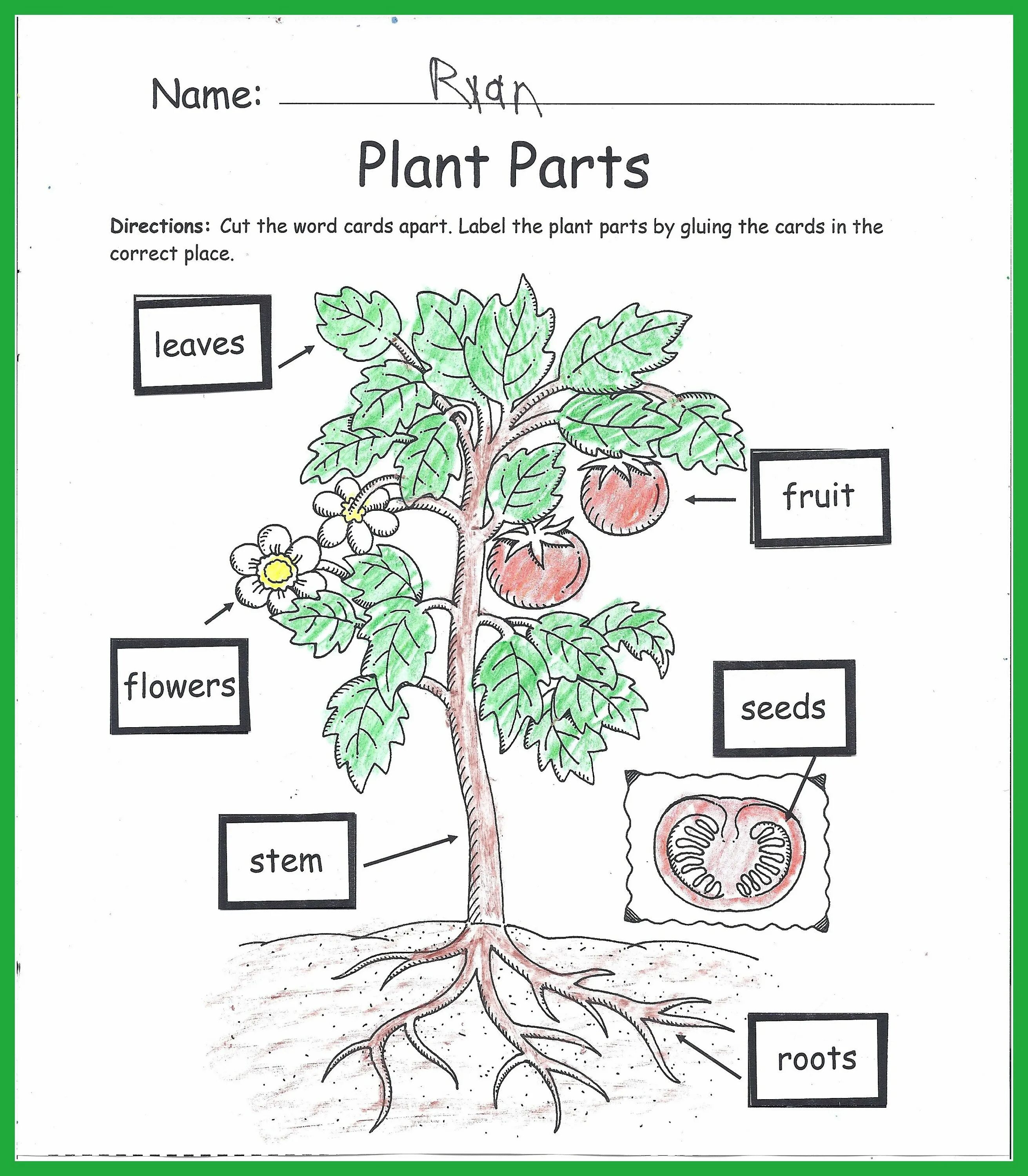 Plants на английском для детей. Parts of a Plant. Parts of Plants for Kids. Plant на английском. Plants english