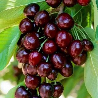Вишня ночка описание сорта