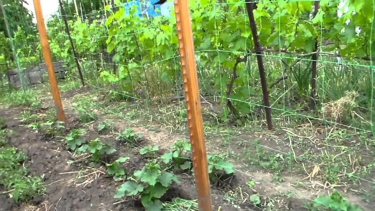Шпалера для огурцов в открытом. Шпалерная подвязка огурцов. шпалерная сетка для огурцов в теплице. шпалерная подвязка огурцов в теплице.