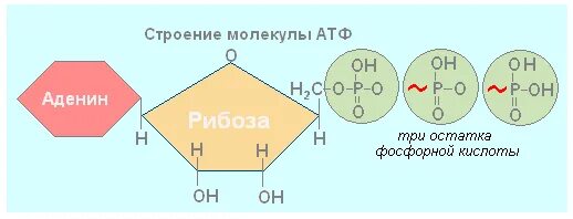 Три остатка фосфорной кислоты