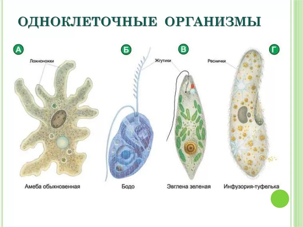 Харчи бодо бодо. Клеточное строение организмов одноклеточные. Простейшие одноклеточные организмы строение. Строение клетки простейших животных. Биология 8 класс одноклеточные организмы.