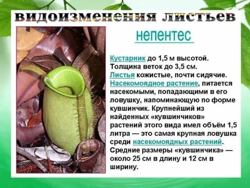Изменение листьев. Видоизменения листьев непентеса. виды изменения листьев. виды изменения листьев биология. доклад виды изменения листьев.