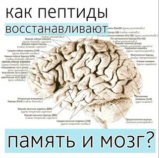 Пептид 32 мозга