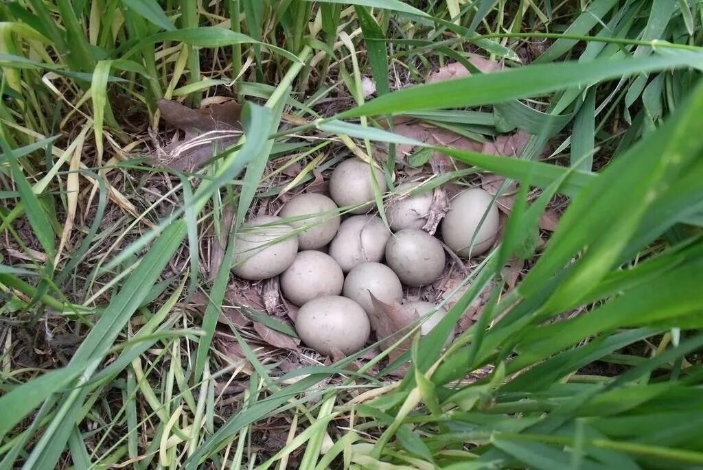 Яйца фазана купить. Яйцо фазана. Самка фазана яйца. Фазан яйца фазана. Фазан охотничий яйцо.