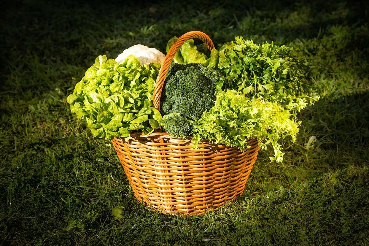 Зеленая корзинка. Зелёные овощи в корзине. Green Basket зелень. Яйца в корзинке на зеленой траве.