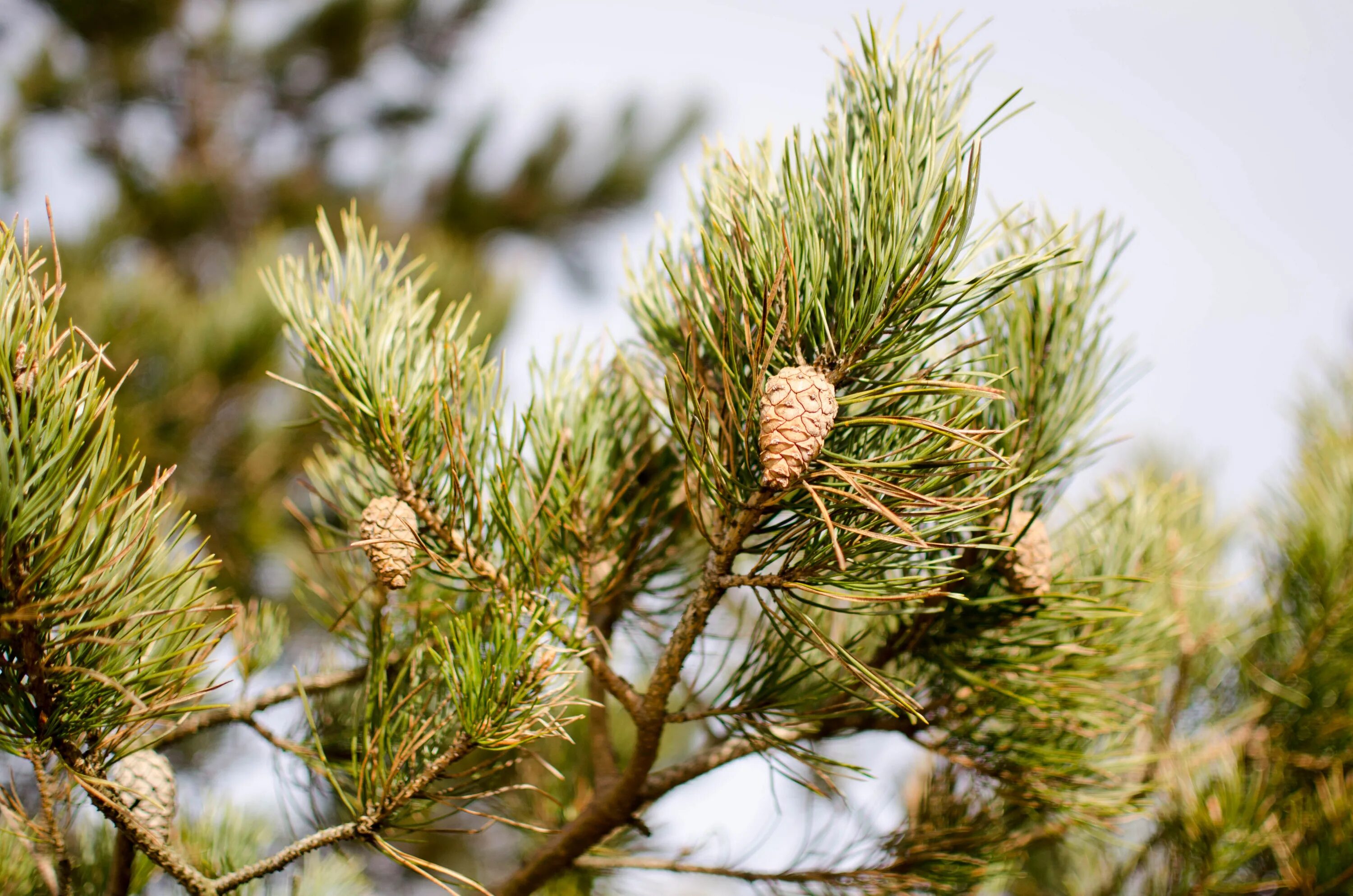 Сосна Pinus Sylvestris. Pinus Sylvestris сосна Лесная. Сосна обыкновенная (Pínus Sylvestris). Сосна обыкновенная Pinus Sylvestris l. Обычная хвойная