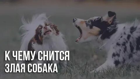К чему снится кидающаяся собака мужчине