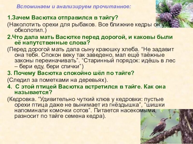 Зачем Васютка отправился в тайгу. Характеристика Васютки. Васютка в тайге. Васюткино озеро как Васютка выжил в тайге. Рассказ васюткино озеро чем снабжал васютка рыбаков