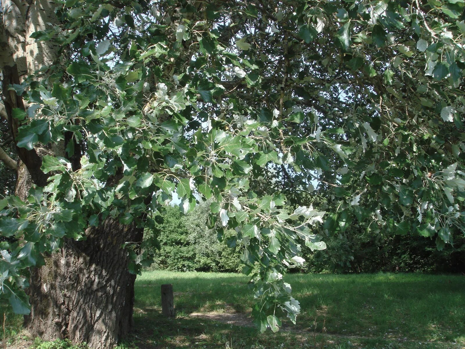 Тополь Populus Alba. Populus Alba дерево. Populus Alba Тополь белый. Тополь Берлинский. Трио тополя