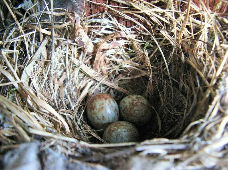 Кладка яиц 5. Кожистая черепаха откладывает яйца. Яйца животных. Кладка яиц 5. Кладка яиц мужчин.