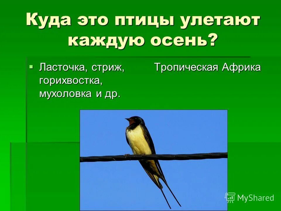 Сходства и различия стрижей. Сходство ласточки. Сходство между ласточкой и стрижом окружающий мир. Сходство и различие ласточек. Ласточки и Стрижи сходства и различия.