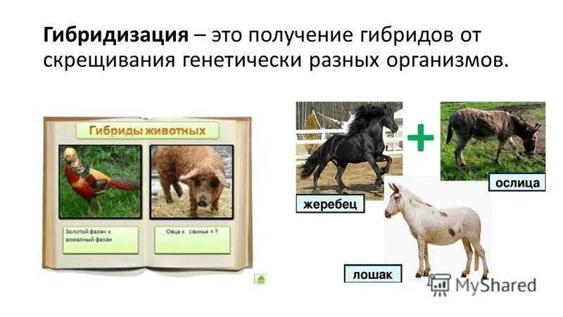 Первый закон менделя кратко горох. Методы гибридизации в селекции. Получение гибридов выбери ответ. Второй закон менделя формулировка 9 класс. Получение гибридов выбери ответ.