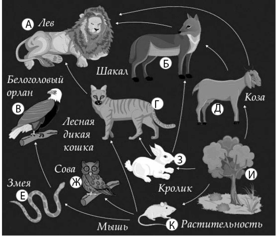 Изучите фрагмент экосистемы океана представленный. Пищевая цепочка коза. Изучите фрагмент экосистемы. Пищевая цепочка Льва. Пищевая цепь в которую входит коза.