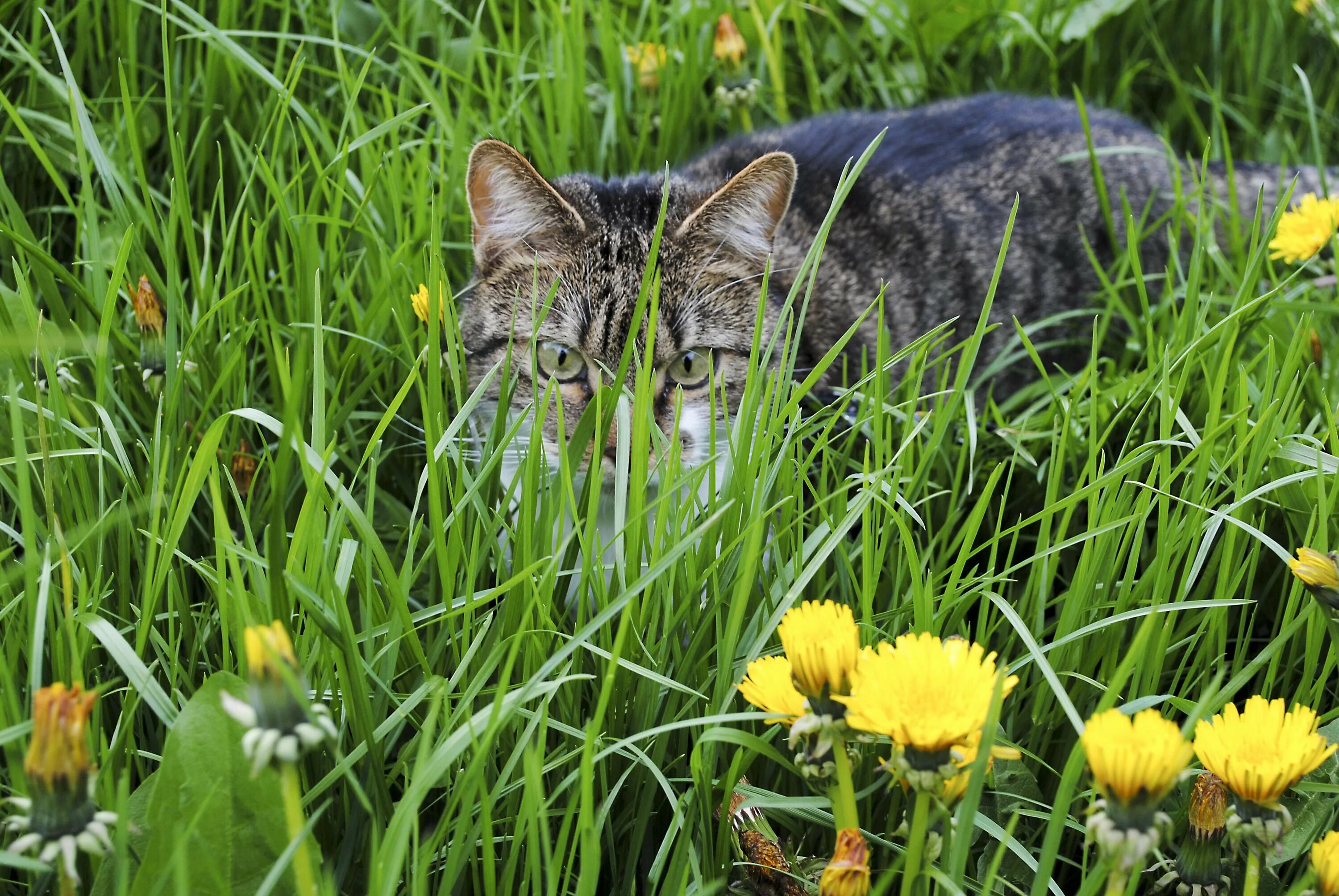 Зачем кошкам трава. Кошачья трава. Кошка на природе. Кот ест траву. Кот в траве.