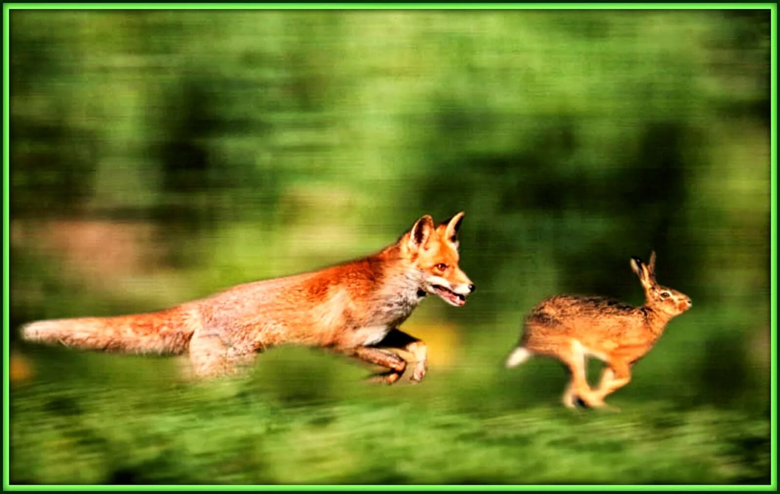 Лиса гонится за косулей скорость. Лиса гонится за зайцем. Лис бежит. Лиса охотится. Лиса убегает.