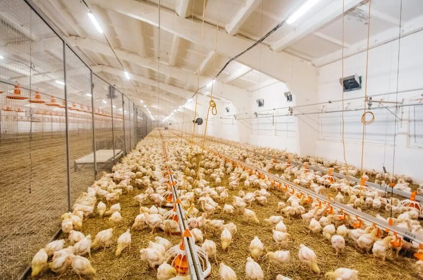 Птицеферма на 5000 бройлеров. Откорм бройлеров. Птицеферма на 5000 бройлеров. Цыплята бройлерные птицефабрика. Напольное содержание бройлеров.