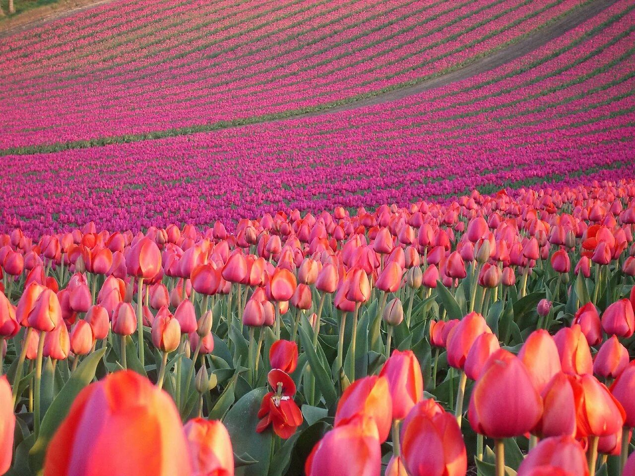 Где находится тюльпановое поле. Тюльпановые поля. Плантации тюльпанов в Голландии. Поля тюльпанов в Голландии. Тюльпановые плантации в Голландии.