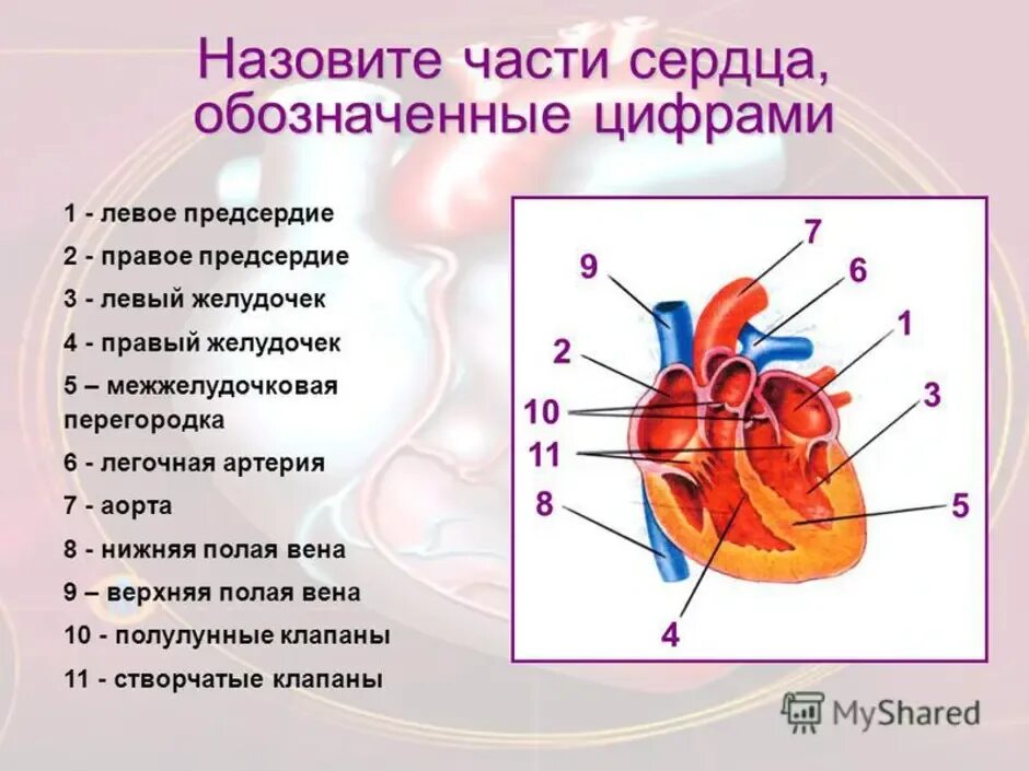 Обозначьте рисунок строение сердца. Строение правого предсердия сердца анатомия. Строение правого предсердия и правого желудочка сердца. Строение сердца желудочки предсердия. Строение сердца человека правое предсердие.