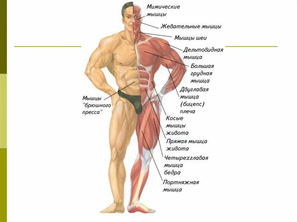 Каково значение мышечного чувства людей разных профессий. Работа мышц. Мышцы и их названия. Работа мышц человека. Строение и работа мышц.