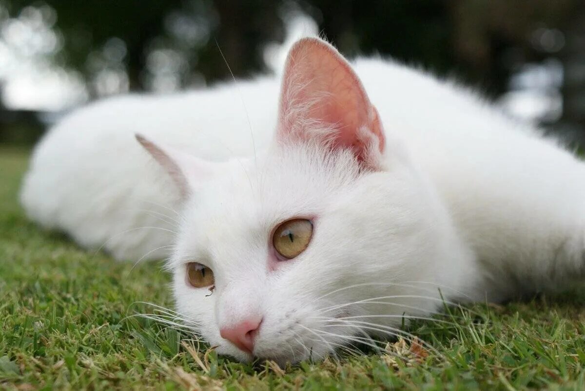 Белые кошечки картинки. Ангорская кошка альбинос. Ангорская кошка короткошерстная. Турецкий Ван альбинос. Турецкая ангора короткошерстная.