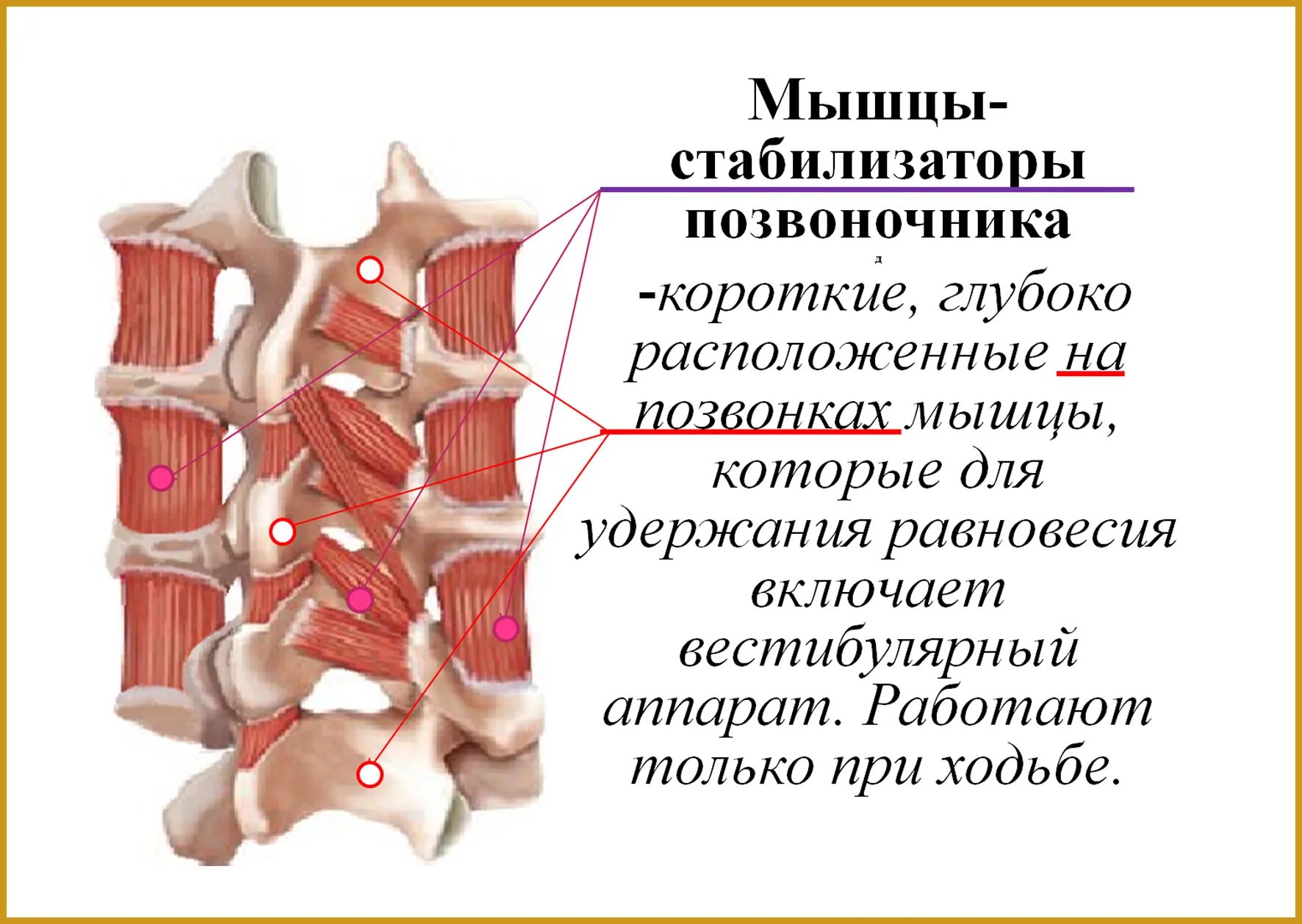 Мышцы стабилизаторы кора. Мышцы стабилизаторы кора. Мышцы кора. Мышцы стабилизаторы кора. Боковая планка мышцы.