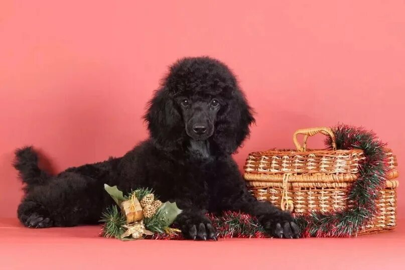 Пудель в цветах. С днем рождения пудель. С днем рождения пудель. Открытка «собачки». Собака в колпаке.