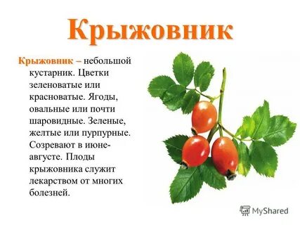 Крыжовник польза и вред