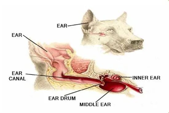 Строение ушной раковины собаки. Строение уха кокер спаниеля. Строение уха собаки анатомия. Внутреннее ухо собаки