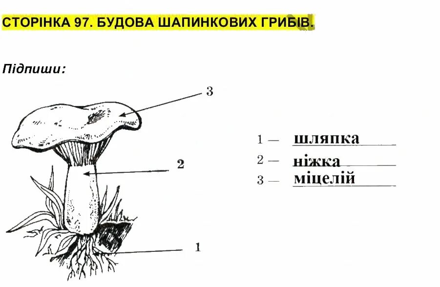 Нарисуй строение гриба и подпиши его. Нарисуйте схему строения гриба и подпиши его части. схема строения гриба без подписей. строение гриба без подписей. строение грибов без подписей.