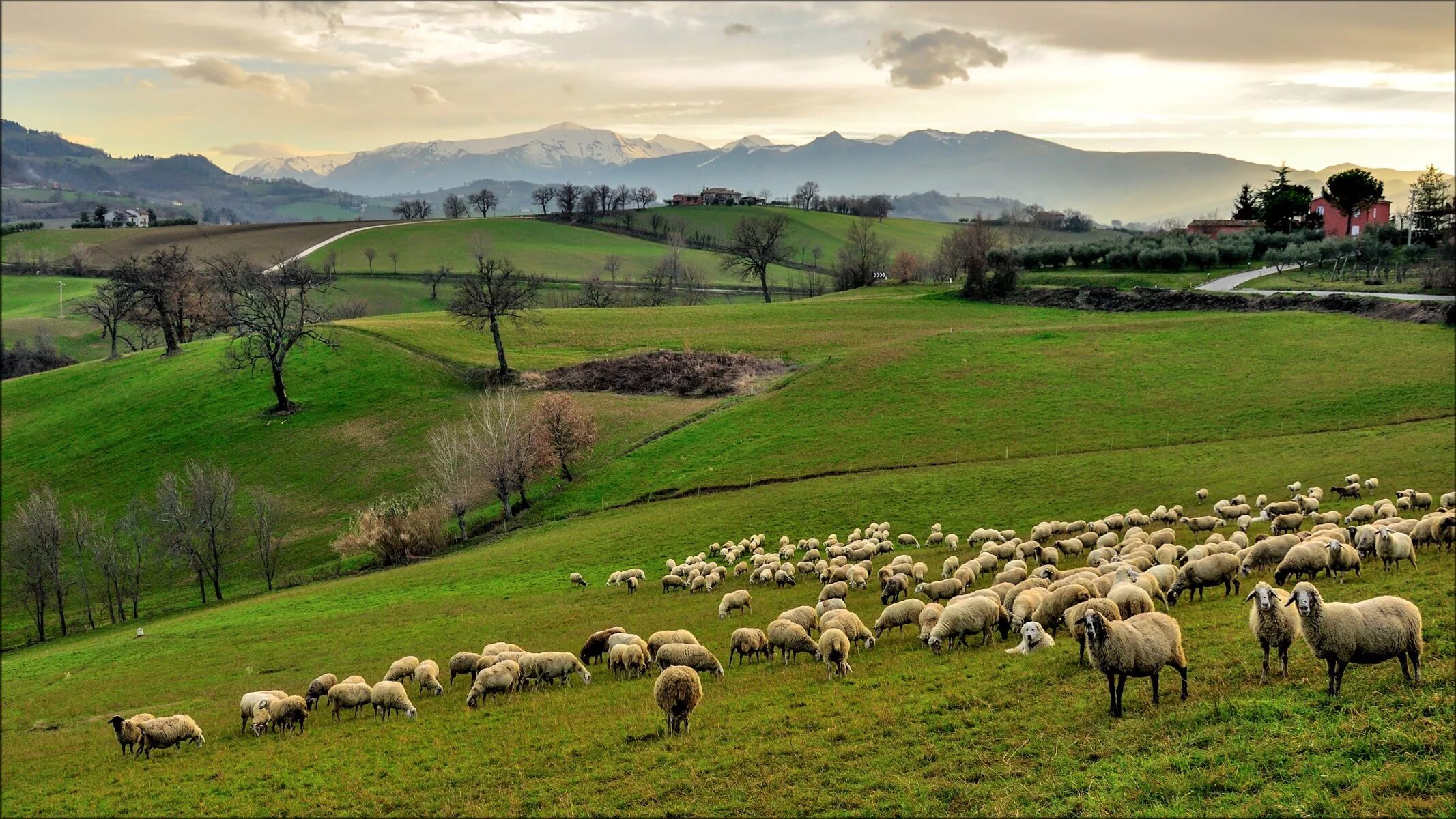 Пасет город. Овцеводство Италия Тоскана. Северная Ирландия сельское хозяйство. Северная Ирландия пастбища. Северная Тоскана.