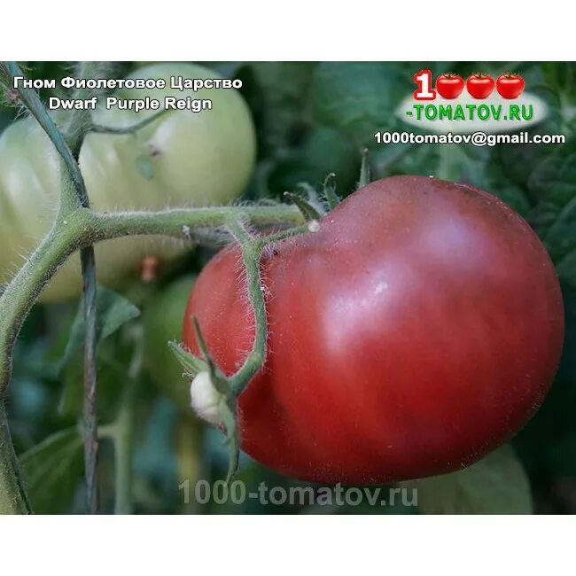 костолуто дженовезе томат. пурпурные помидоры. пурпурные помидоры. томат пурпл рашен. томат cherokee purple.