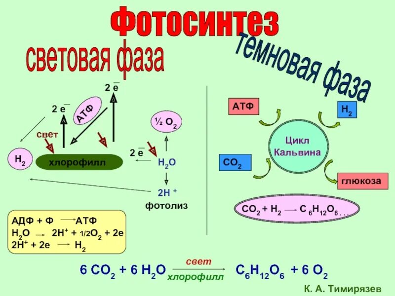 Световая фаза цикл Кальвина кратко. Световая фаза фотосинтеза схема. Схема фотосинтеза у растений. Схема фотосинтеза световая и темновая.