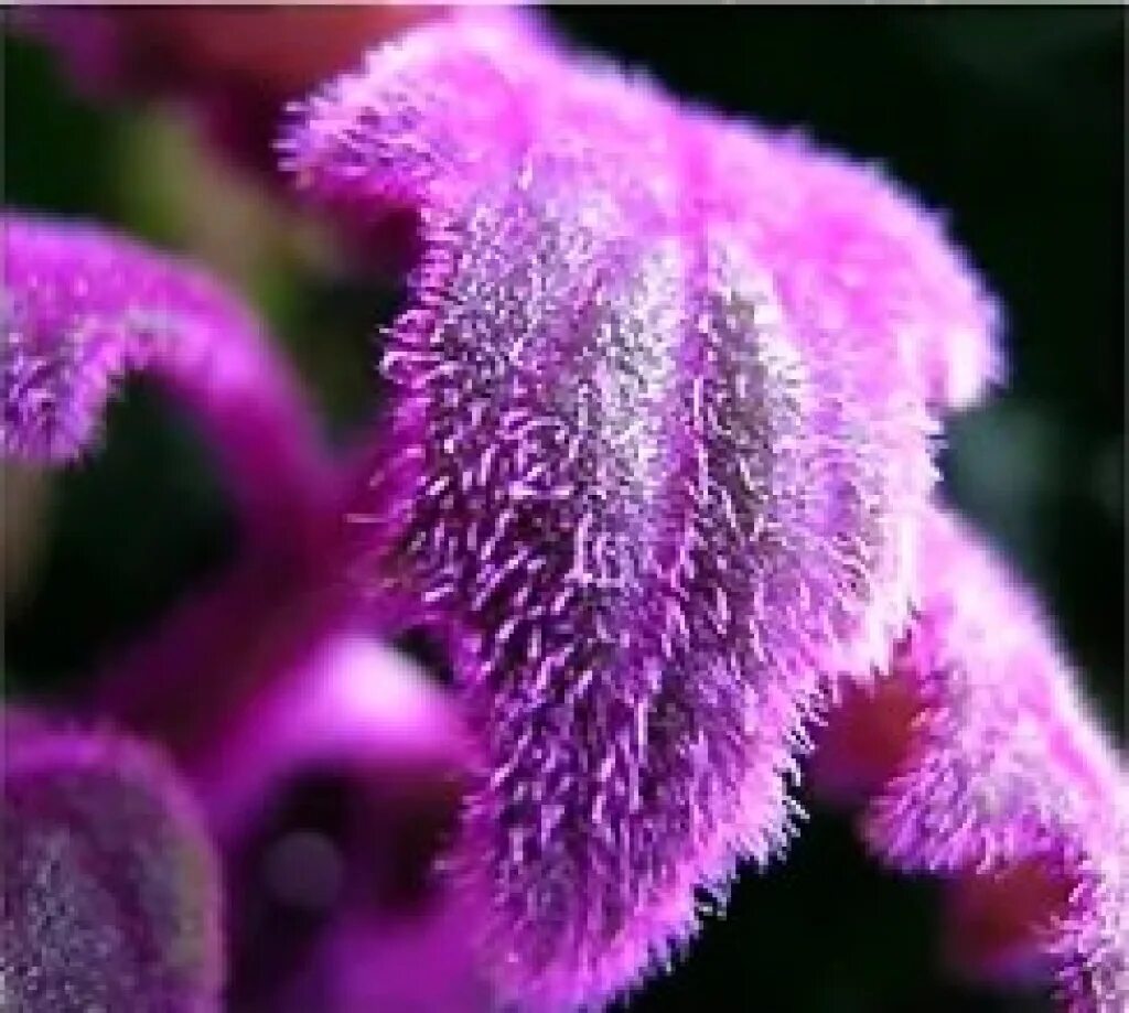 Гинура перпл Пэшион. Гинура (Velvet Plant). Гинура пурпурная. Гинура синяя птица