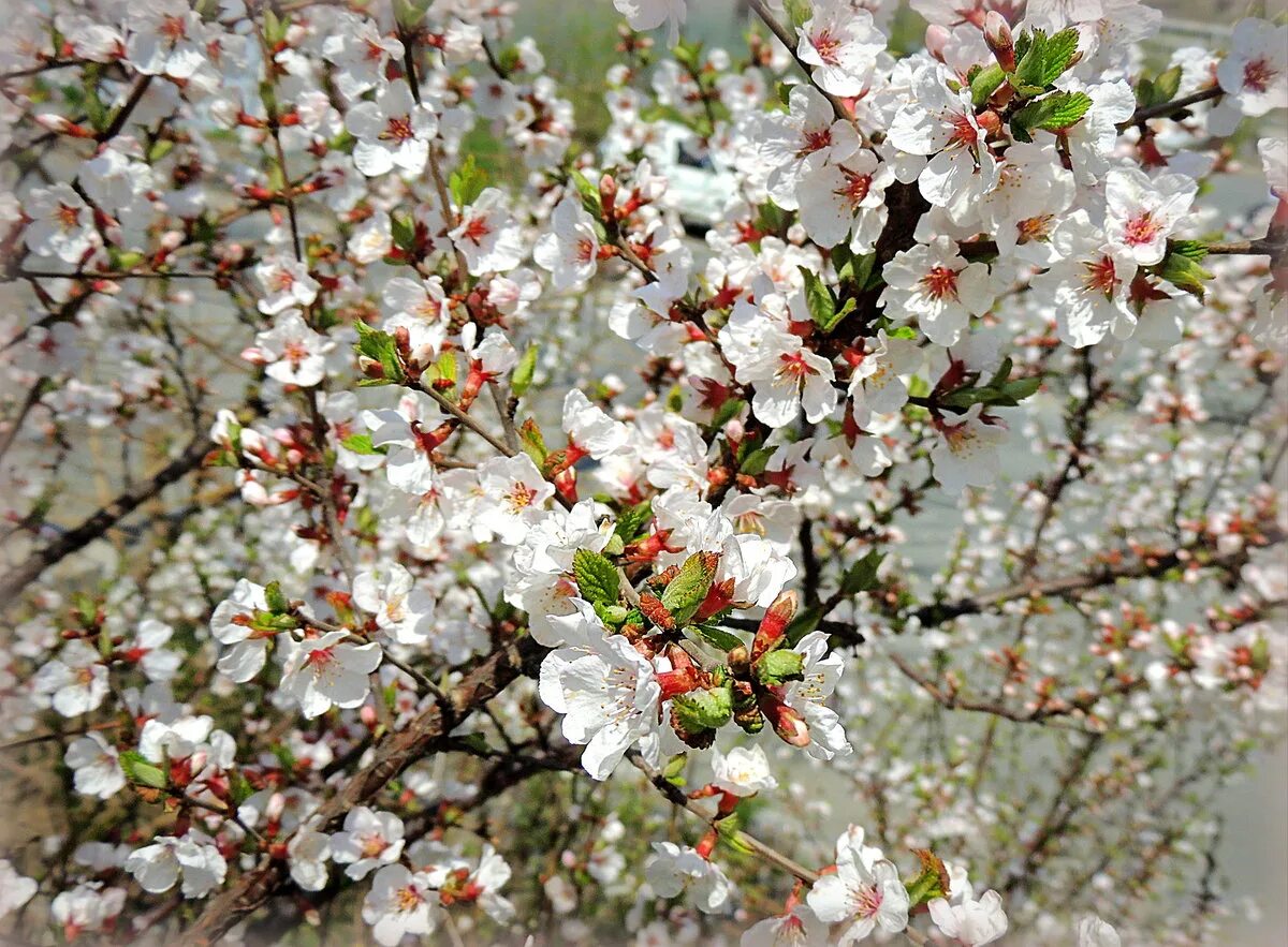 Войлочная вишня после цветения. Цветущая войлочная вишня. Войлочная вишня Сакура. Войлочная вишня цветение. Вишня войлочная томентоза.