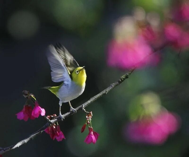 Доброго дня философское. Мудрые пожелания хорошего дня. Хорошего дня птицы. Пожелания доброго и хорошего настроения с мудрым смыслом. Доброго дня и хорошего настроения с мудрыми мыслями.
