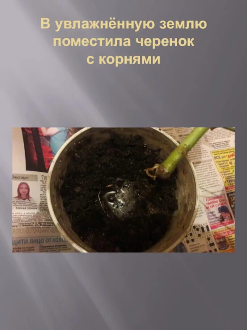 Черенкуем можжевельник обыкновенный. Черенкование можжевельника туи. Проращивание черенков винограда. Земля для черенкования. Почвосмесь для рассады.