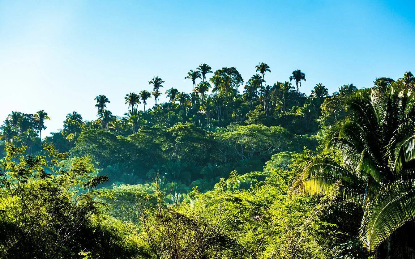 Джунгли Борнео Индонезия. Пхукет тропики или субтропики. Джунгли Джангл. Тропические леса Мексики.