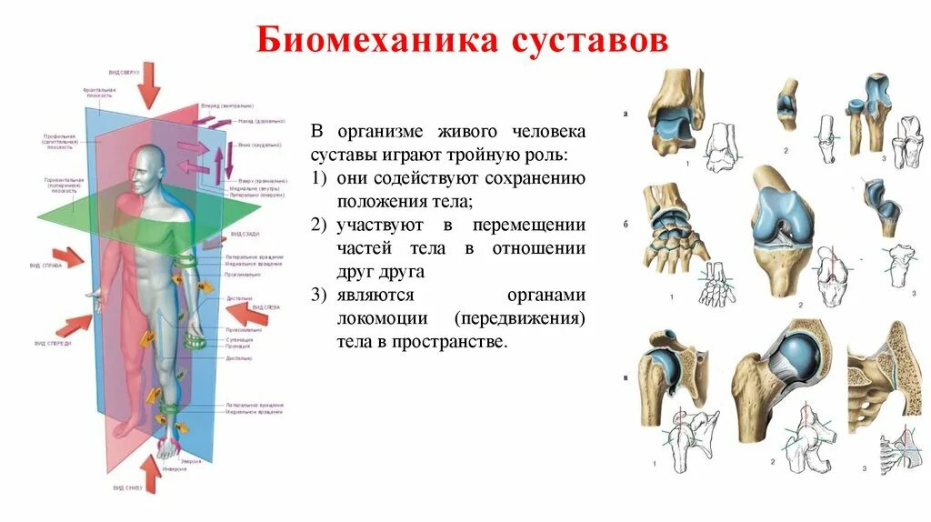 Оси вращения суставов. Строение сустава. Классификация суставов. Биомеханика суставов.. Строение тела суставы. Биомеханика суставов анатомия. Функции движения суставов