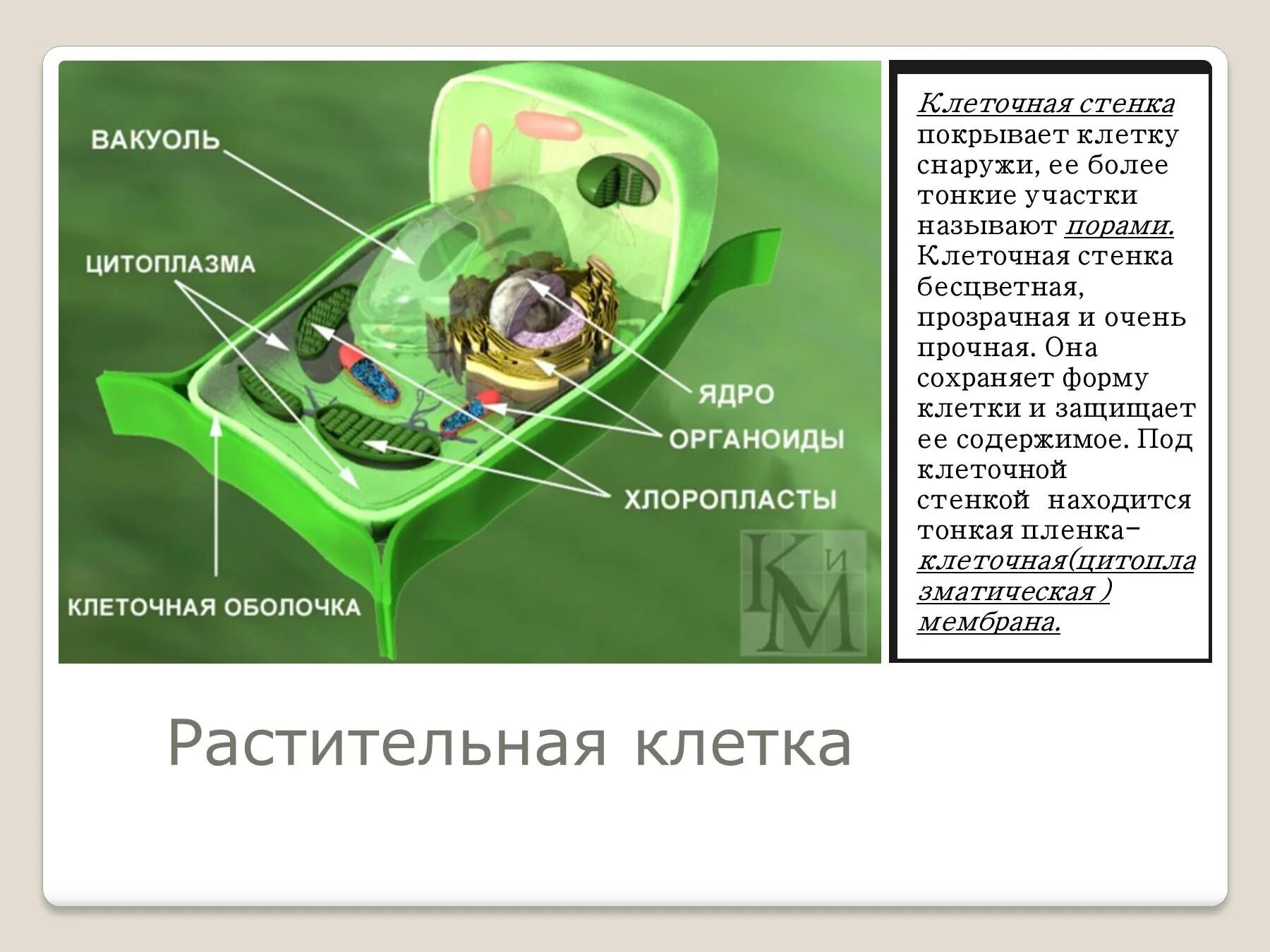 Клеточная стенка мембрана цитоплазма. Структура и функции клеточной стенки растительных клеток. Клеточная стенка растительной клетки строение и функции. Строение клетки растения клеточная стенка. Имеет эластичную клеточную стенку