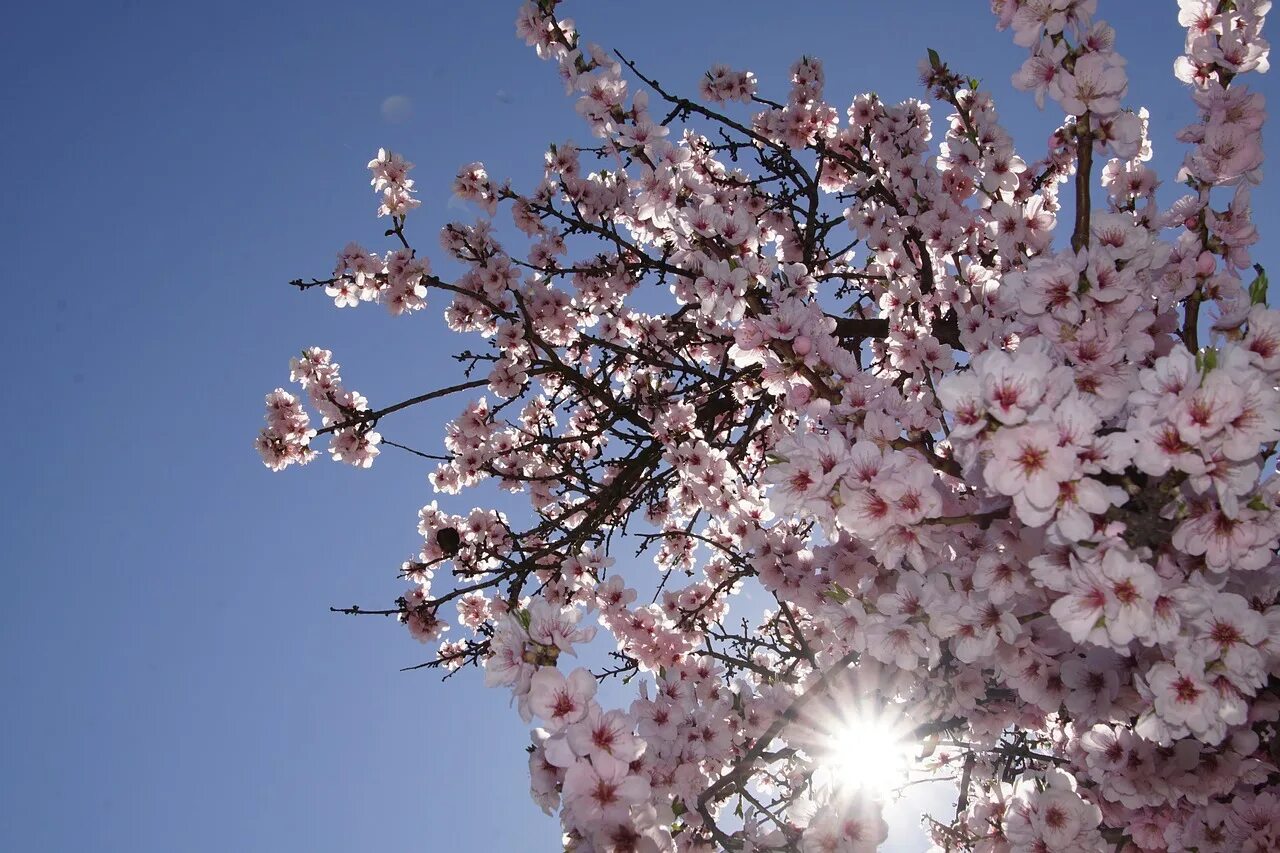 Limantis Almond Blossom. Цветущий миндаль. Миндальное дерево в цвету.