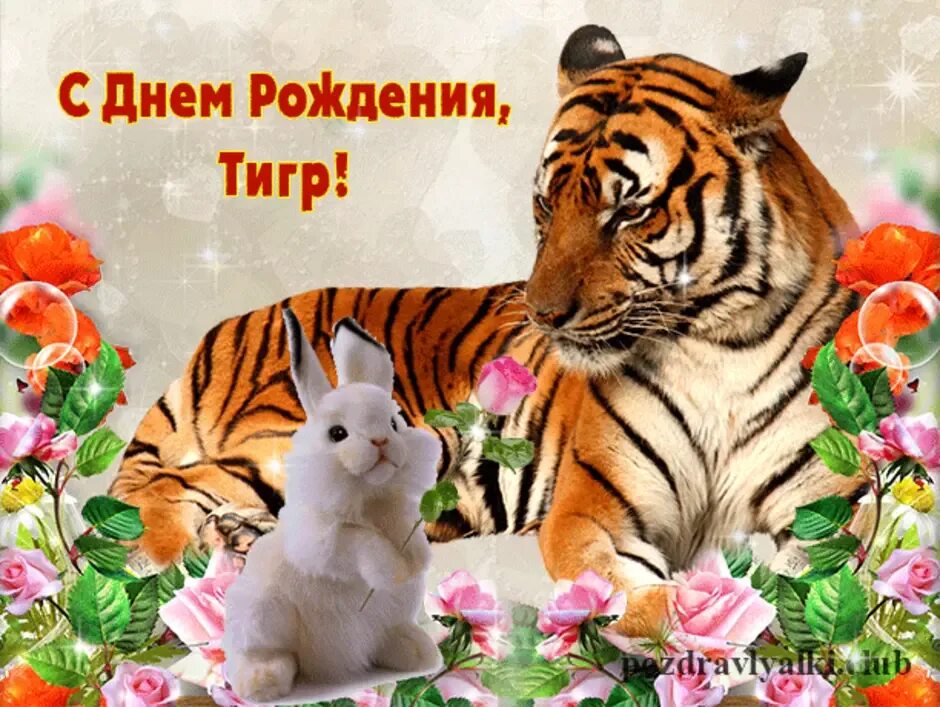 С днем рождения тигр. Открытка с днём рождения с тигром. Тигра поздравления с днём рождения. Открытки с днем рождения с тигренком. Мужчина рожденный тигр